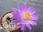 Mammillaria_theresae_240515-2