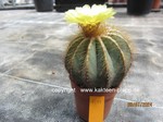 Notocactus magnificus  1299