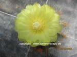 Notocactus_magnificus_1299-2