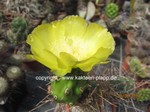 Opuntia sulphurea "Apache"