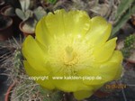 Opuntia_Apache_240529-2