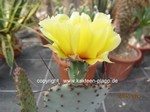 Opuntia_macrocentra_240527-1