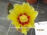 Opuntia_macrocentra_240527-2