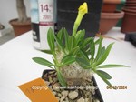 Pachypodium_brevicaule_1334-1