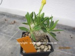 Pachypodium_brevicaule_1334-2