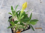 Pachypodium_brevicaule_1334-3