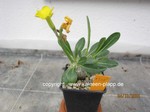 Pachypodium_brevicaule_1335-1