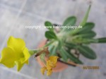 Pachypodium_brevicaule_1335-3