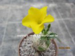 Pachypodium_brevicaule_240504