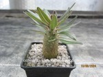 Pachypodium rosulatum