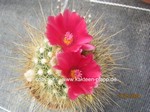 Parodia_penicillata_1266-2