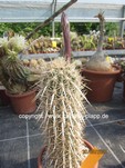 Stenocereus (Machaerocereus) eruca   1313