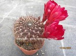 Sulcorebutia_mariana_1184-2