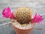 Sulcorebutia pampagrandensis  HS 23