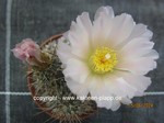 Tephrocactus_alexanderi_1284-2