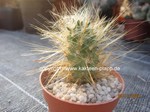 Tephrocactus_floccosus_241130