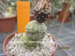 Tephrocactus_geometricus_1290-2