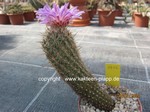 Thelocactus_hastifor_1212-2