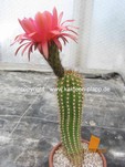 Trichocereus "California Hybr.  Flying Saucer"  1303