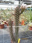 Trichocereus_fulvilanus_1250-2