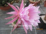 Trichocereus_Hybride_Teleflora_1265-2