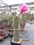 Trichocereus_Hybride_violett_1256-2