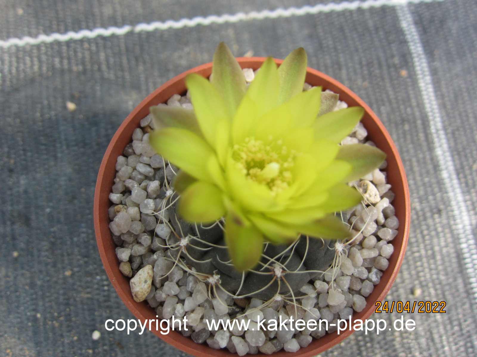 CactiOnlineShop | Detailansicht | Cacti F-G | Gymnocalycium andreae